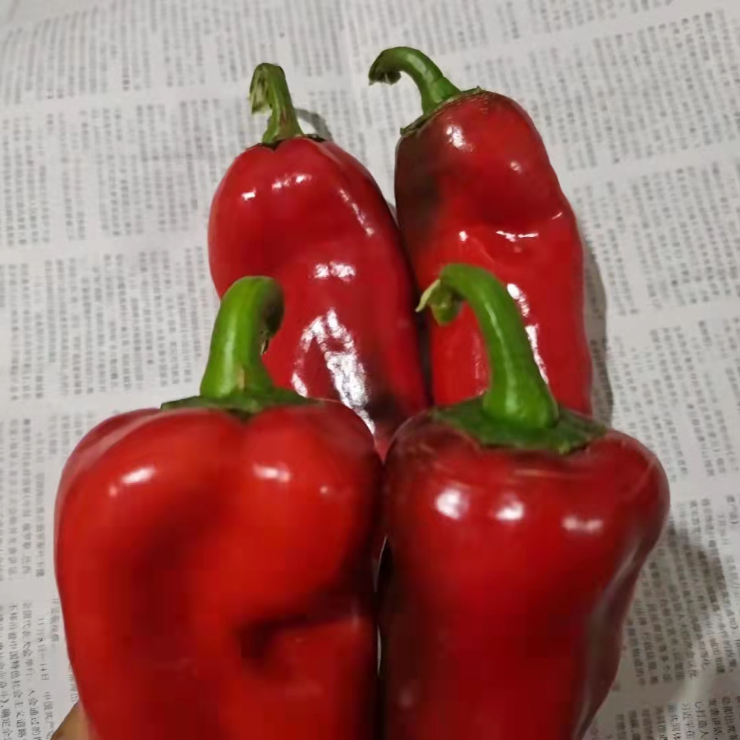 红椒