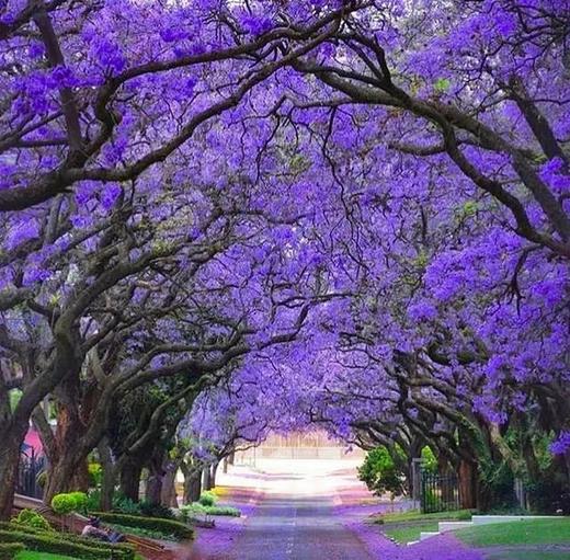 户外@【人间四月天】昆明、西昌双城蓝花楹、元谋土林、螺髻山、九十九里温泉瀑布、七里坝杜鹃、泸沽湖 7天 商品图0