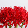 荷兰花材 ｜ 彼岸花红色Roon  商品缩略图1