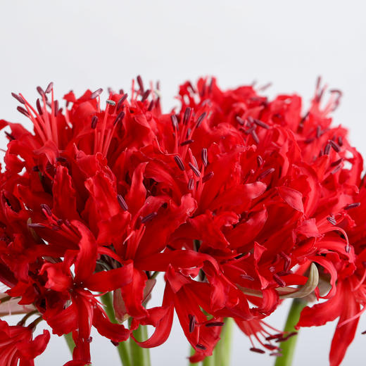 荷兰花材 ｜ 彼岸花红色Roon  商品图1