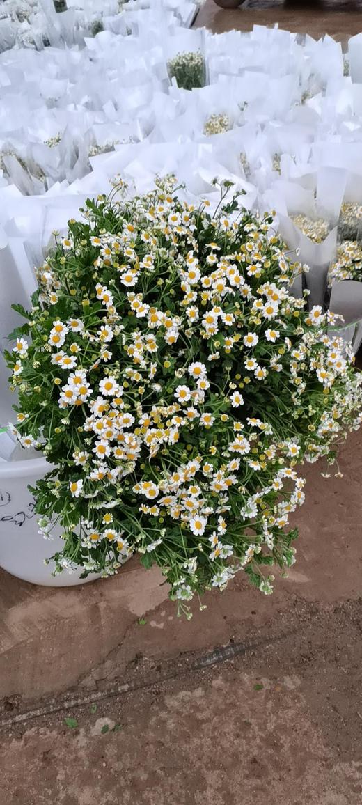 洋甘菊中花 商品图2