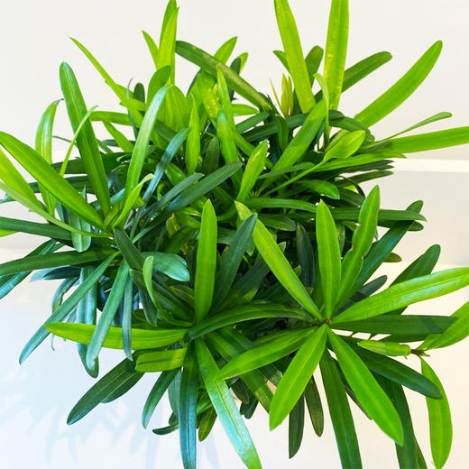 【绿植】罗汉松 商品图1