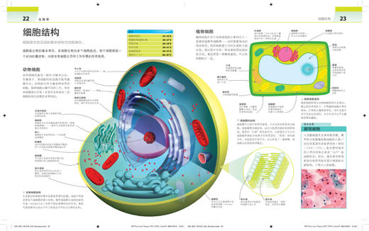 DK科学很简单 商品图4