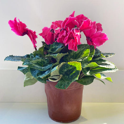 【绿植】仙客来 商品图0