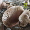 【精选】生态鲜花菇（250g) 商品缩略图0