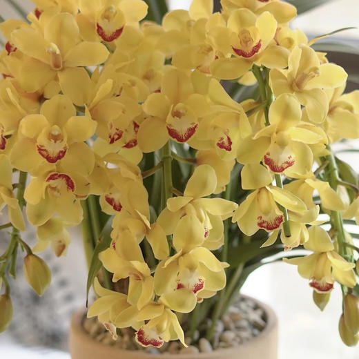 【AB黄金岁月.大花蕙兰盆栽】1盆/份 高约60-70cm 黑色加仑盆发货（发圆通） 商品图7