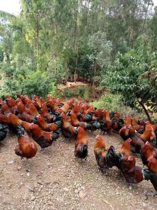 献鸡 3.5kg/只（活鸡重量）  鸡龄1年左右（砍小请备注） （今日预定，明日送达，预定商品无品质问题，不退换货不退款） 商品图1