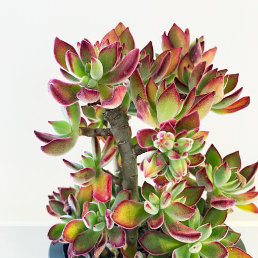 【绿植】多肉-锦晃星 商品图2