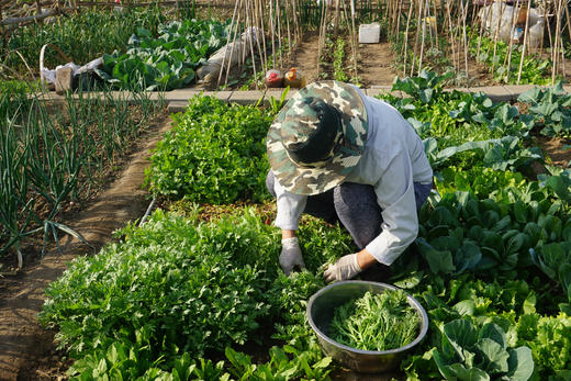 "家庭菜篮子"计划 | 2023，小毛驴给你送菜啦  |  初次配送时间（2023年5月中下旬开始配送） 商品图8
