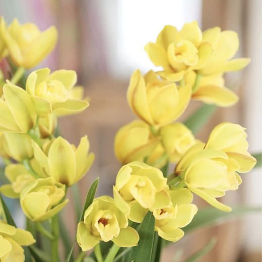 【AB黄金岁月.大花蕙兰盆栽】1盆/份 高约60-70cm 黑色加仑盆发货（发圆通） 商品图11