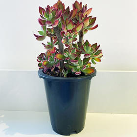 【绿植】多肉-锦晃星