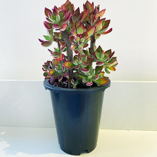 【绿植】多肉-锦晃星 商品图0