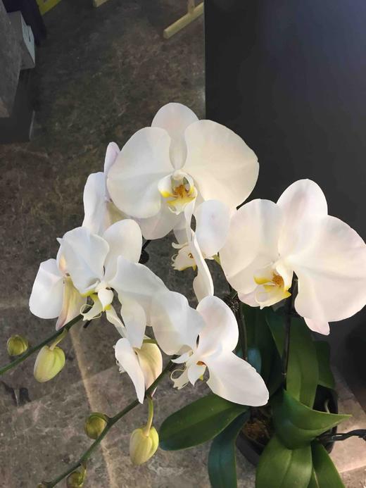 沃尔特鱼 商品图0