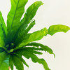 【绿植】鸟巢蕨 商品缩略图2