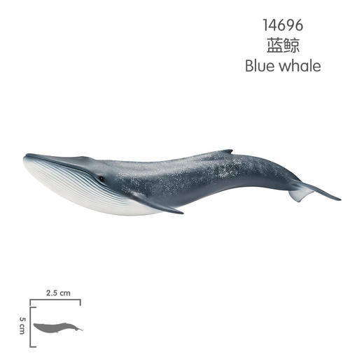 思乐  蓝鲸  SCHC14696 商品图5