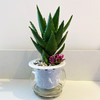 【绿植】玻璃杯芦荟 商品缩略图0