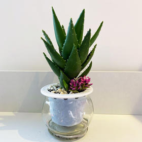 【绿植】玻璃杯芦荟