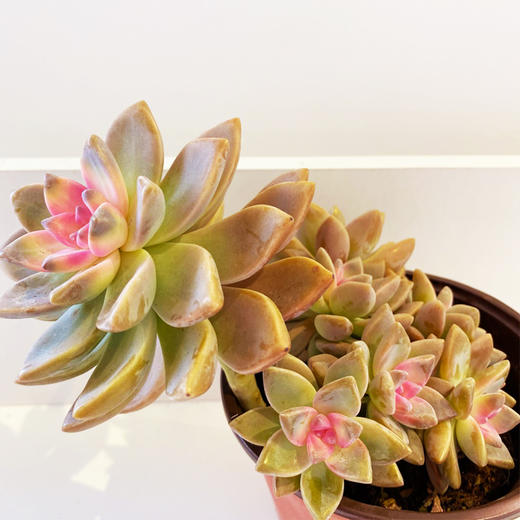 【绿植】多肉-淡雪锦 商品图1