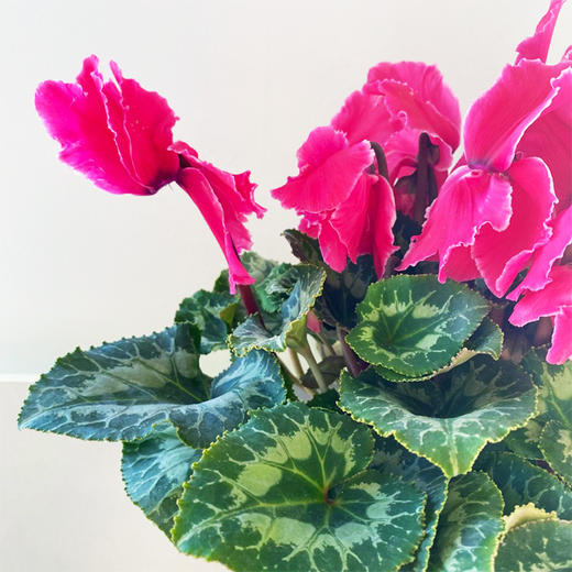 【绿植】仙客来 商品图1