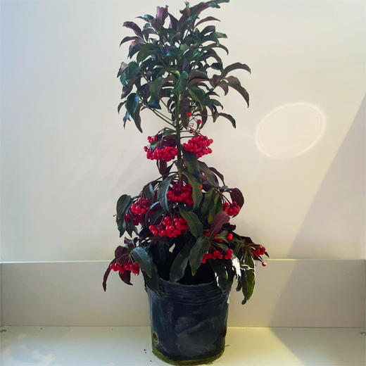 【绿植】黄金万两 商品图0