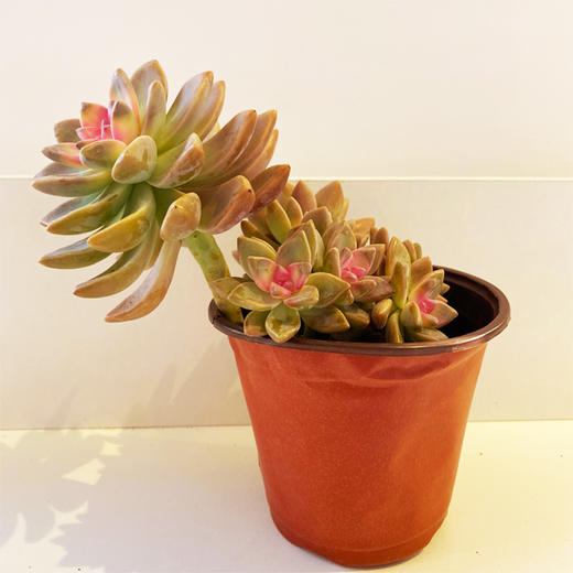 【绿植】多肉-淡雪锦 商品图0