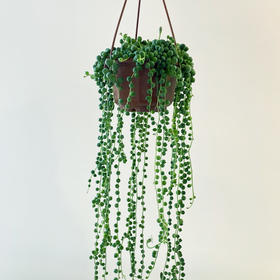 【绿植】多肉-佛珠