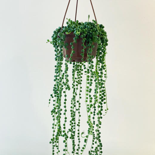 【绿植】多肉-佛珠 商品图0