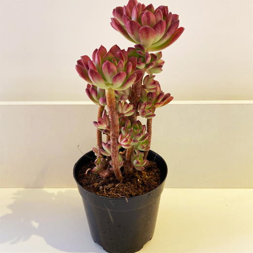 【绿植】多肉-红稚莲 商品图2