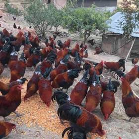 献鸡 3.5kg/只（活鸡重量）  鸡龄1年左右（砍小请备注） （今日预定，明日送达，预定商品无品质问题，不退换货不退款）