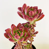 【绿植】多肉-红稚莲 商品缩略图1