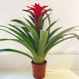 【绿植】鸿运当头