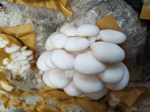 4月11日周六自提团购链接 商品图14