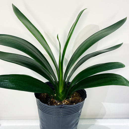 【绿植】君子兰 商品图1