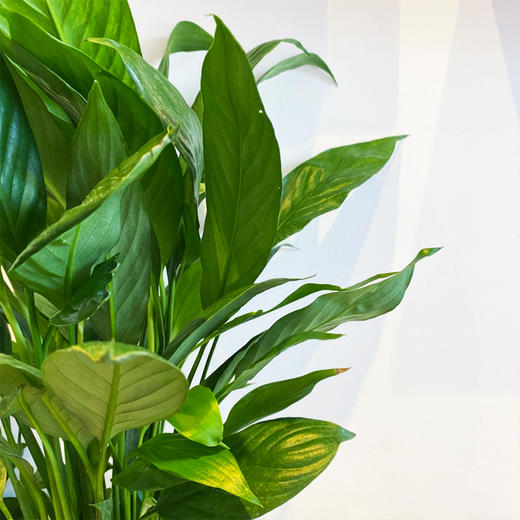 【绿植】白掌 商品图3