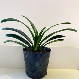 【绿植】君子兰