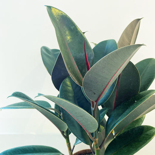 【绿植】橡皮树 商品图3