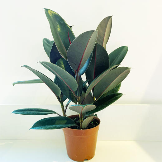 【绿植】橡皮树 商品图2