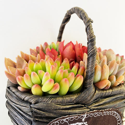 【绿植】多肉-提篮组合 商品图1