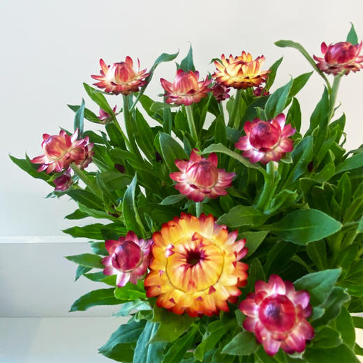 【绿植】蜡菊 商品图1