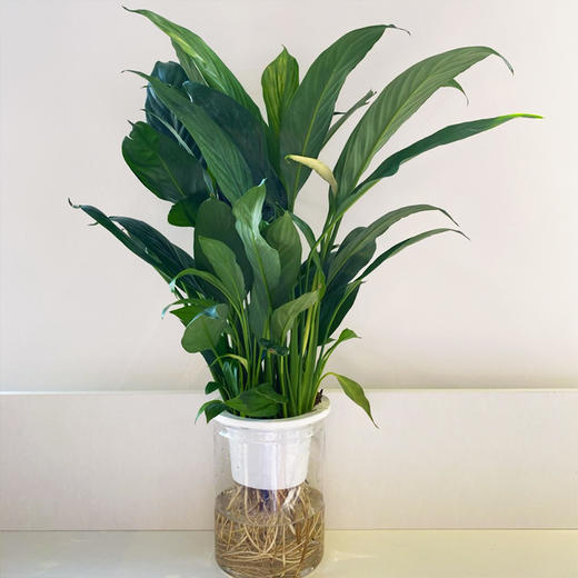 【绿植】白掌 商品图2