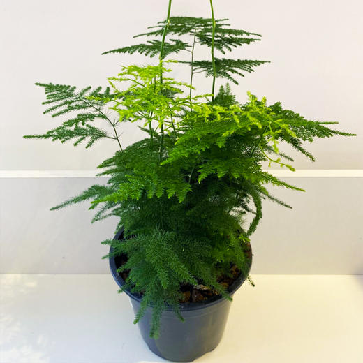 【绿植】文竹 商品图2