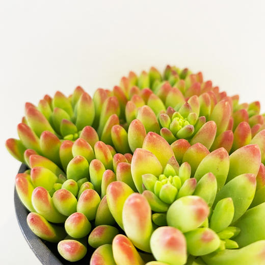 【绿植】多肉-春萌 商品图2