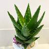 【绿植】玻璃杯芦荟 商品缩略图1