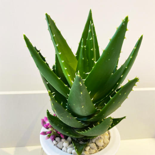 【绿植】玻璃杯芦荟 商品图1