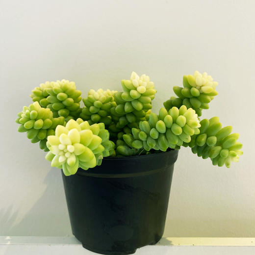 【绿植】多肉-玉坠 商品图3