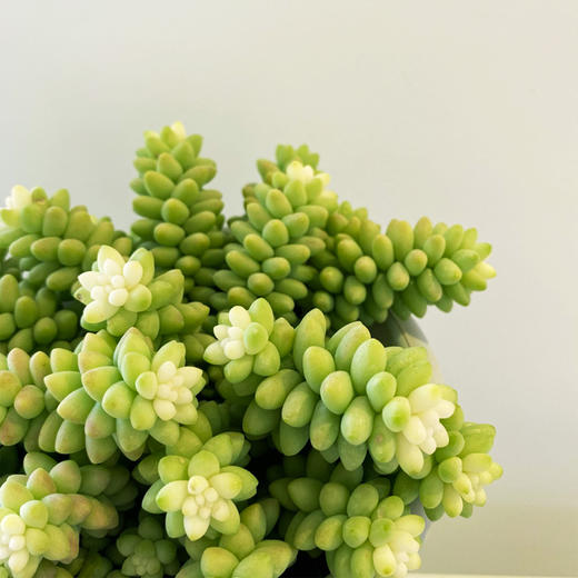 【绿植】多肉-玉坠 商品图2
