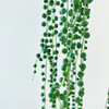 【绿植】多肉-佛珠 商品缩略图2