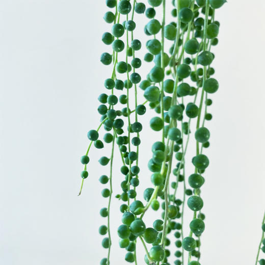 【绿植】多肉-佛珠 商品图2