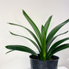 【绿植】君子兰 商品缩略图2