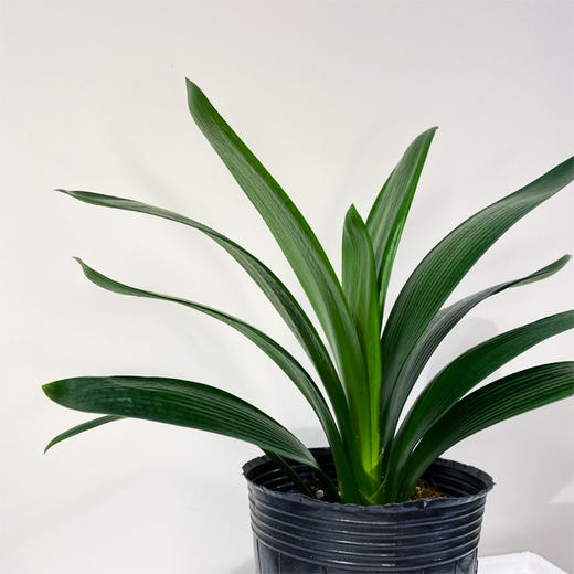 【绿植】君子兰 商品图2